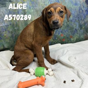 ALICE, Doberman Pinscher Mix, puppy, available for adoption