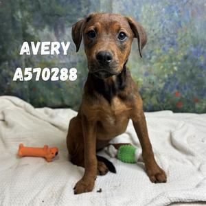 AVERY, Doberman Pinscher Mix, puppy, available for adoption