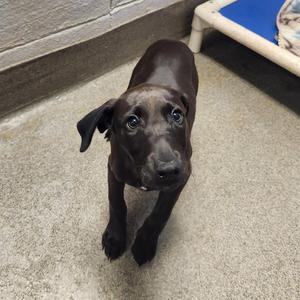 CAMMIE, Labrador Retriever Mix, puppy, available for adoption