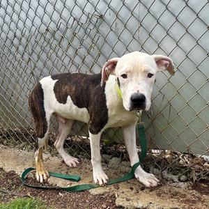 DIMPLE, Pit Bull Terrier, young, available for adoption
