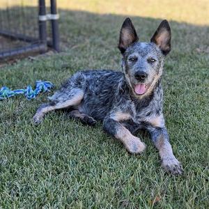 A blue heeler dog lying on the grass with its tongue out, looking at the camera.