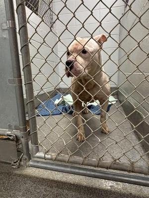 A569697, Pit Bull Terrier, adult, available for adoption