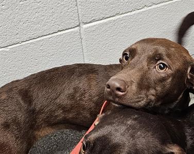 HARPER, Labrador Retriever and Pit Bull Terrier, young, available for adoption