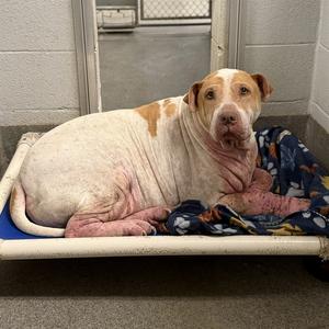 LOCO, Pit Bull Terrier, senior, available for adoption