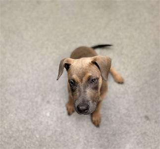 A small brown puppy with floppy ears looking up at the camera.