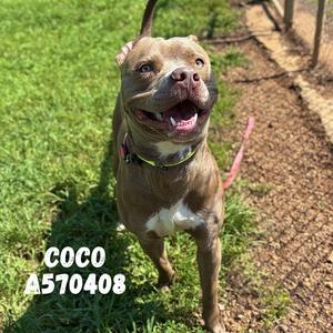 COCO, Pit Bull Terrier, adult, available for adoption