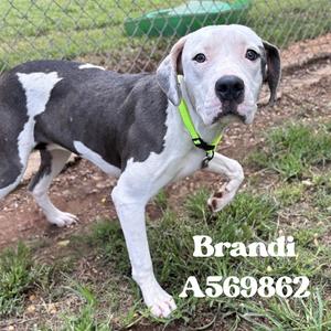 BRANDI, Bulldog Mix, young, available for adoption