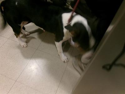 LEXIE, Beagle and Pit Bull Terrier, adult, available for adoption