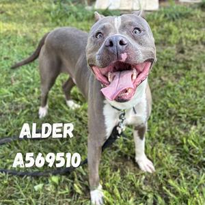 ALDER, Pit Bull Terrier Mix, adult, available for adoption