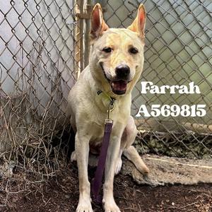 FARRAH, Carolina Dog Mix, adult, available for adoption