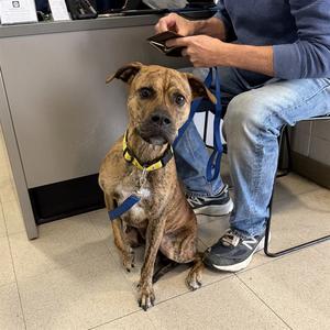 FANCY, Boxer Mix, adult, available for adoption