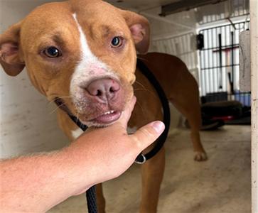 APPLEBEE, Pit Bull Terrier Mix, adult, available for adoption