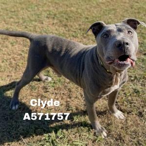 CLYDE, Pit Bull Terrier Mix, adult, available for adoption