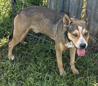 a brown and black dog with a white patch on its face standing on grass