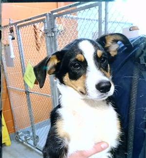 BOONE, Harrier Mix, puppy, available for adoption