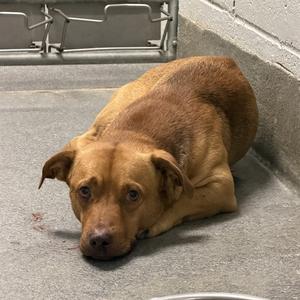 BODHI, Pit Bull Terrier Mix, adult, available for adoption
