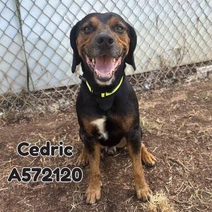 CEDRIC, Basset Hound and Pit Bull Terrier, adult, available for adoption