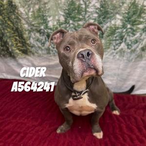 CIDER, Pit Bull Terrier, young, available for adoption