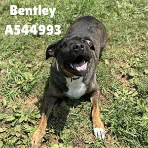 BENTLEY, German Shepherd Dog, adult, available for adoption