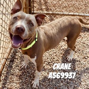CRANE, Pit Bull Terrier, young, available for adoption