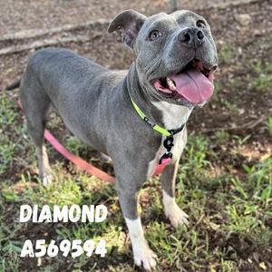 DIAMOND, Pit Bull Terrier, adult, available for adoption