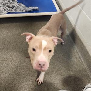 DOLLY, Pit Bull Terrier, adult, available for adoption