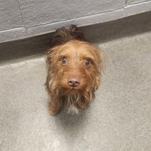 a small brown dog with shaggy fur looking up at the camera