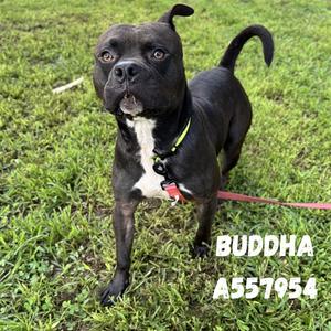 BUDDHA, Pit Bull Terrier, adult, available for adoption