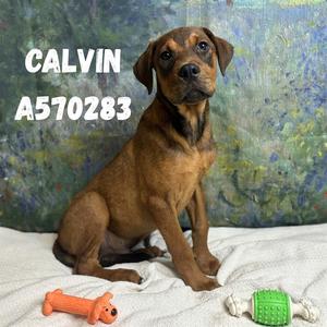CALVIN, Doberman Pinscher Mix, puppy, available for adoption