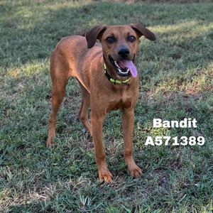 A brown dog standing on grass with its tongue out, wearing a green collar. The text "Bandit A571389" is displayed on the image.