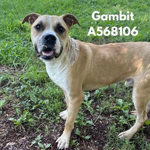 GAMBIT, Pit Bull Terrier, adult, available for adoption