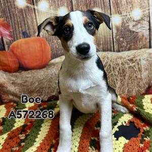 BOE, Harrier Mix, puppy, available for adoption