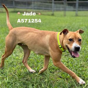 A brown dog named Jade wearing a green collar is running on grass.