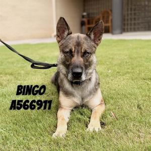 BINGO, German Shepherd Dog, adult, available for adoption