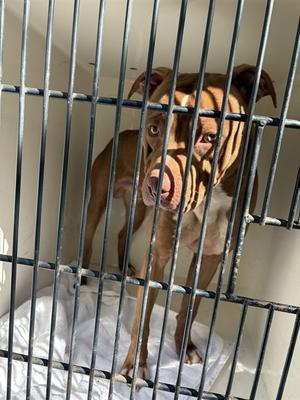 FELIX, Pit Bull Terrier, adult, available for adoption