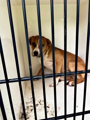 BENJAMIN, Pit Bull Terrier, young, available for adoption