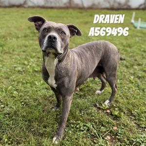 DRAVEN, Pit Bull Terrier, adult, available for adoption