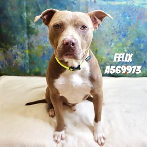 FELIX, Pit Bull Terrier Mix, adult, available for adoption
