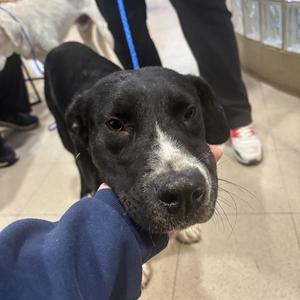 CALLIE, Labrador Retriever, adult, available for adoption