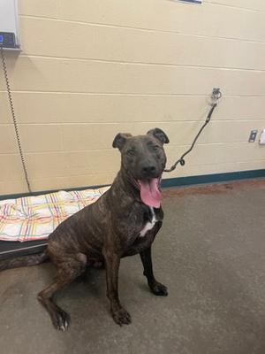 Kane, Mixed Breed, adult, available for adoption
