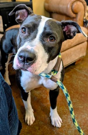 Lucy, American Pit Bull Terrier Mix, adult, available for adoption