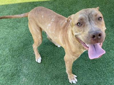 A brown dog with a pink tongue sticking out, standing on green artificial grass.
