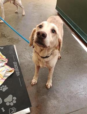 A light-colored dog standing on a concrete floor, wearing a black collar and attached to a blue leash. The dog is looking up with its ears flopped down. In the foreground, there is a black mat with paw prints and the word "VETMOKO" printed on it. Another dog is partially visible in the background.