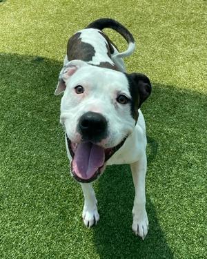 Klee, American Pit Bull Terrier Mix, adult, available for adoption
