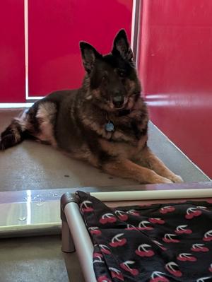 Kya, German Shepherd Dog Mix, senior, available for adoption