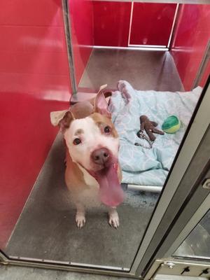 Honeysuckle, Mixed Breed, adult, available for adoption