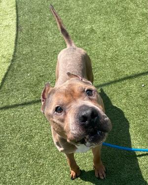 A brown dog with a white chest standing on green artificial turf, looking up at the camera.