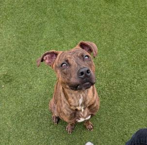 a brown and black dog sitting on green grass, looking up