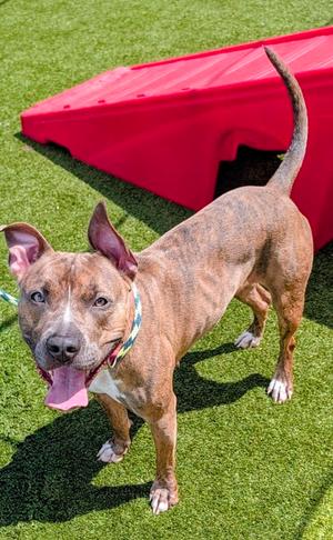 Nikki, American Pit Bull Terrier Mix, adult, available for adoption