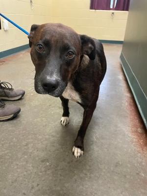 Fay, Mixed Breed, young, available for adoption